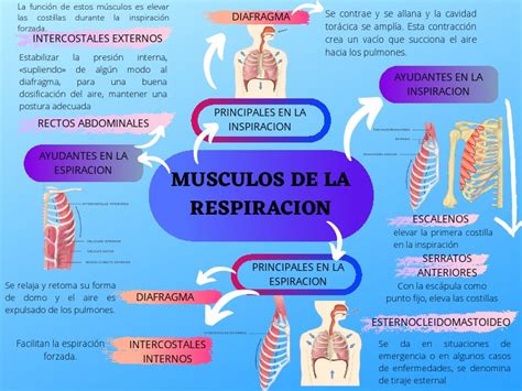 respiracion de wyckoff|Respiración pulmonar: Proceso, músculos de la respiración.